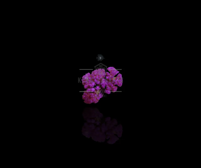 Pocillopora danae (Pink)